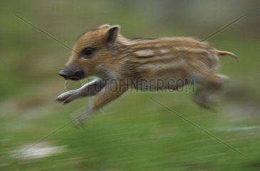 Young wild boar running in undergrowth France