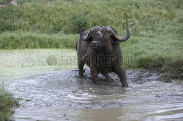 Cape Buffalo Nakuru National Park Kenya