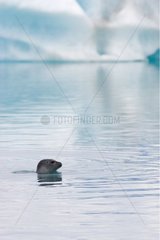 Harbor seal wit the head out of water Iceland
