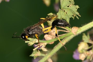 Ichneumon in search of a prey to parasitize France