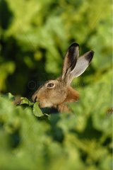 Portrait of an European Hare eating leaves Germany