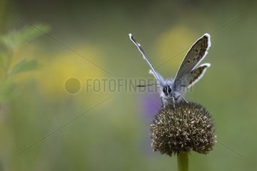 Silver-studded Blue landed on inflorescence Alps