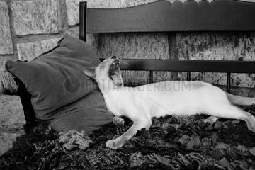 Cat lying down on a bench and yawning
