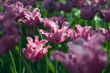 Tulipe simple tardive 'Pictures'
