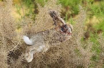 Dead rabbit corpse used for training dogs Spain