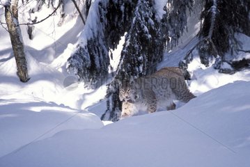 European Lynx going in snow Allemagne