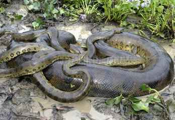 Collective mating of Yellow Anacondas Venezuela