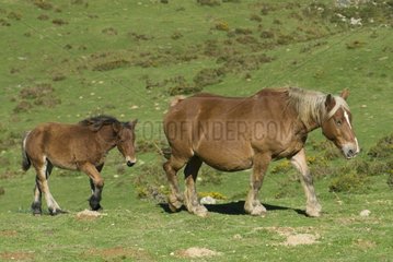 Horse family grazing Spain