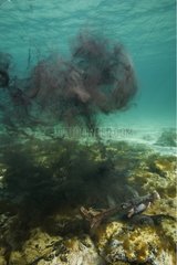 Giant Australian Cuttlefish releasing ink South Australia