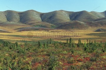 Landscape of tundra and hills to the colors of autumn