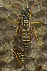 European Paper Wasp female New York USA