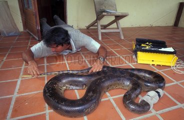 Chercheur étudiant un Anaconda sauvage capturé Venezuela