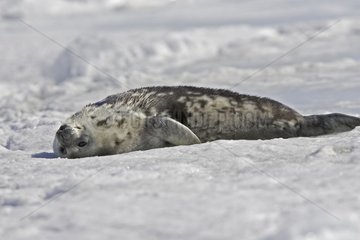 Young Weddell seal resting on ice Antarctic Peninsula