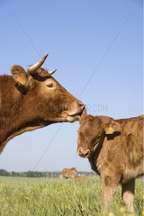Contact between a cow Limousine licking her calf France