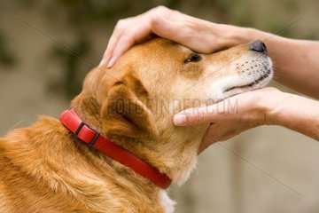 Mise d'un collier anti-puce à un vieux chien France