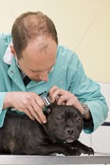 Veterinary observing the ears of a Staffordshire