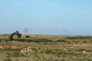 Gazelles of Thomson in the reserve of Masaï-Mara in Kenya
