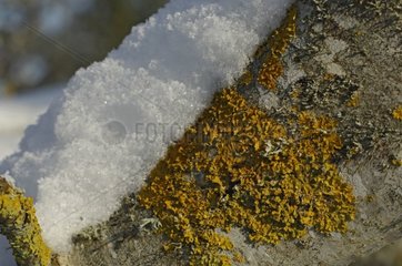 Snow on trunk covered by lichen