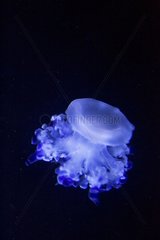 Jellyfish swimming Berlin Aquarium Germany
