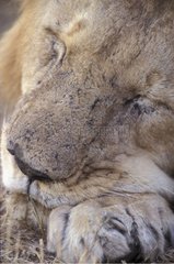 Portrait de Lion dormant Masaï Mara Kenya