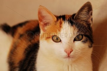 Portrait d'une chatte de maison tricolore