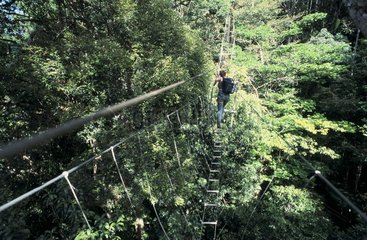 Monkey bridge through the canopy of the Nouragues forest