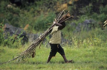 Boy carrying a bundle of firewood Rwanda