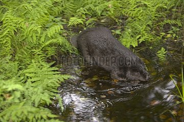 European beaver drinking Poland