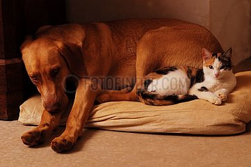 Home Muschi und Hund liegen zusammen auf einem Kissen