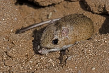 Ord's Kangaroo-Rat at entrance of its burrow Arizona USA