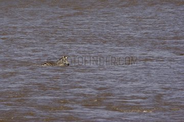 Young Zebra crossing the Mara River alone Masai Mara Kenya