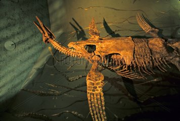 Plesiosaurier Skelett
