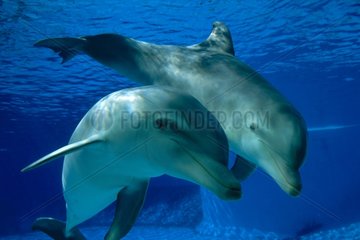 Paar großer Delfine Frankreich
