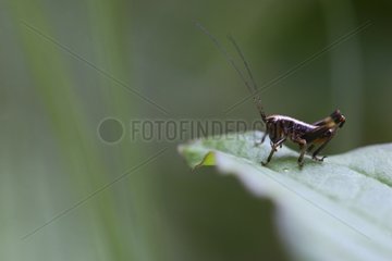 Grasshopper larva Meuse France