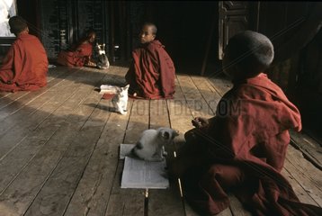Kitten sitting on the book of a young monk Burma
