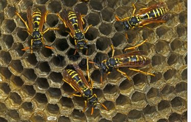 European Paper Wasps females New York USA