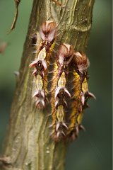 Morpho caterpillar Refuge Hacienda Barù Costa Rica