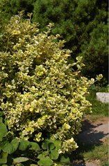EUONYMUS FORTUNEI 'EMERALD 'N' GOLD'