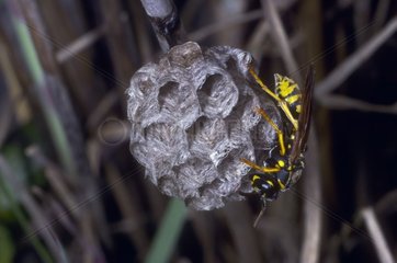 Social wasp building its nest