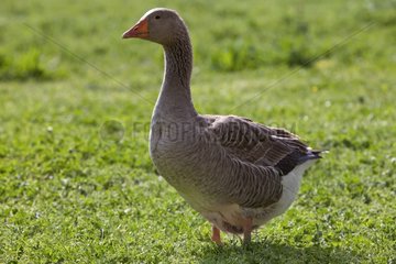 Domestic goose in Provence France