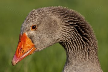 Portrait of a Domestic goose in Provence France