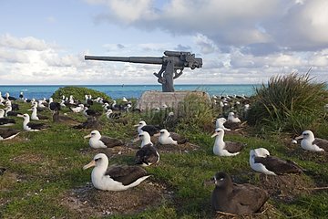 Laysan Albatross on their nest near a cannon