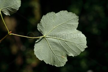 Leaf of Italian maple