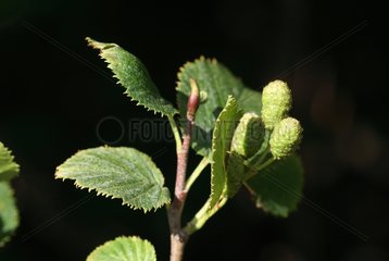 Green alder in fruit