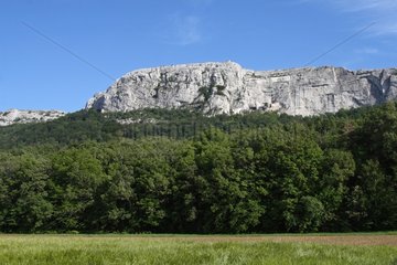 Forest in front of Sainte Baume cliffs in Provence France
