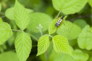 Long-horned Beetle on leaf Hayfield Lorraine France