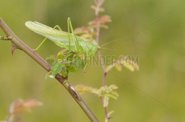 Great green bush-cricket female on stem Lorraine France