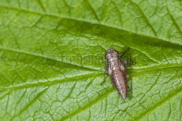 Leafhopper larva on a leaf in a bog Vosges France