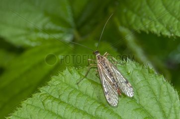 Scorpion fly on a leaf in a bog Vosges France