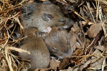 Wood mouse and nestlings France